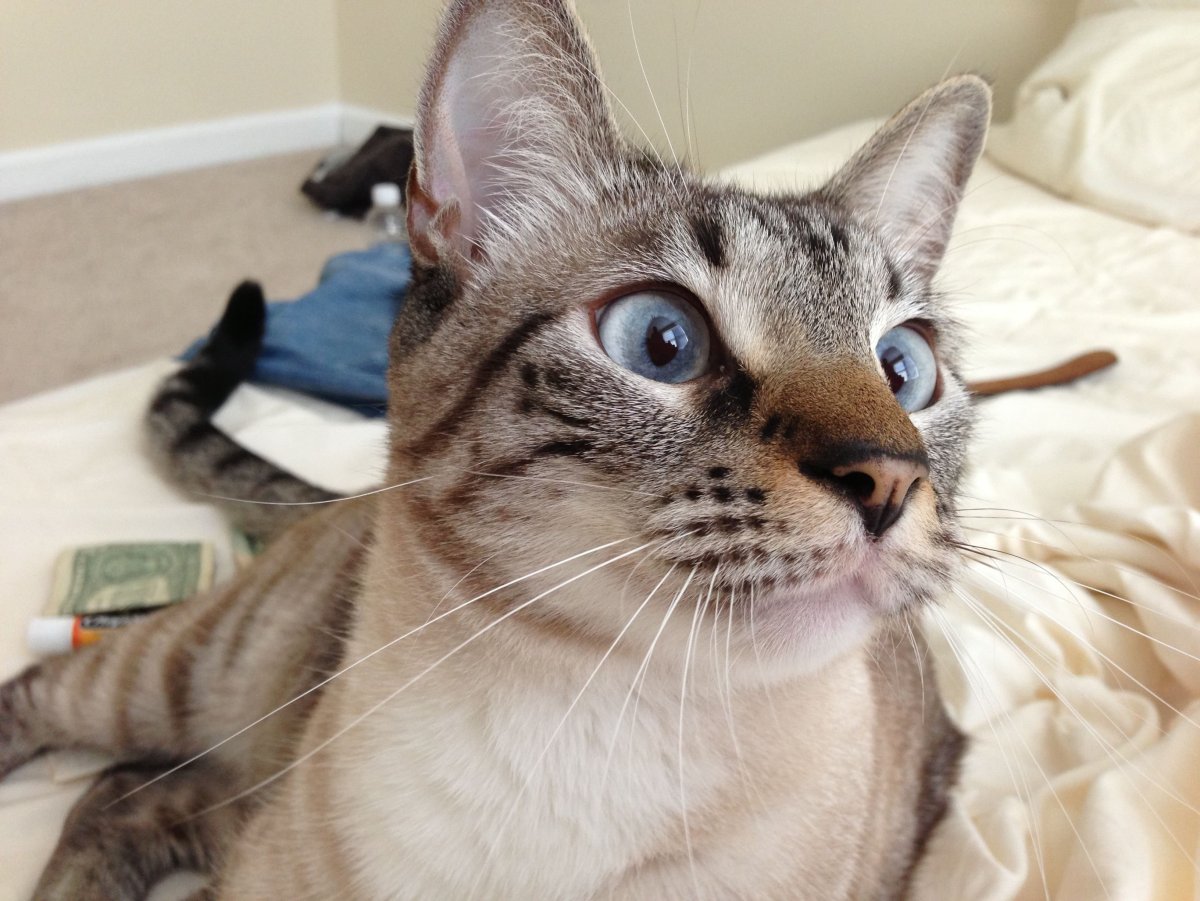 Тайская кошка табби Пойнт