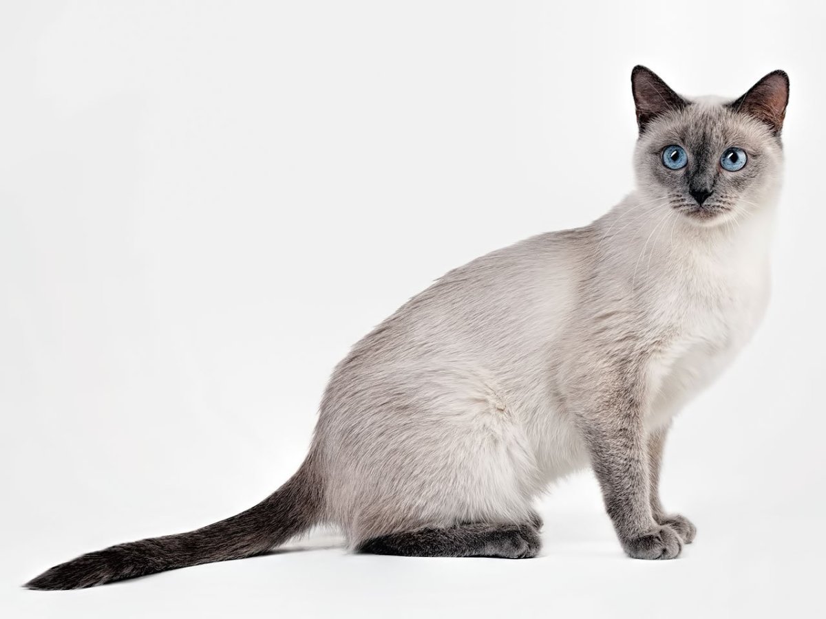 Тайская кошка ред Пойнт