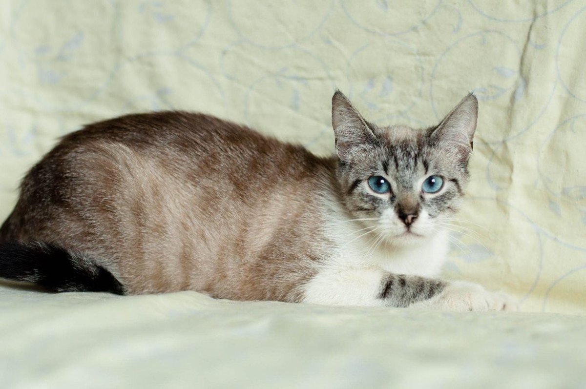 Тайская кошка табби Пойнт