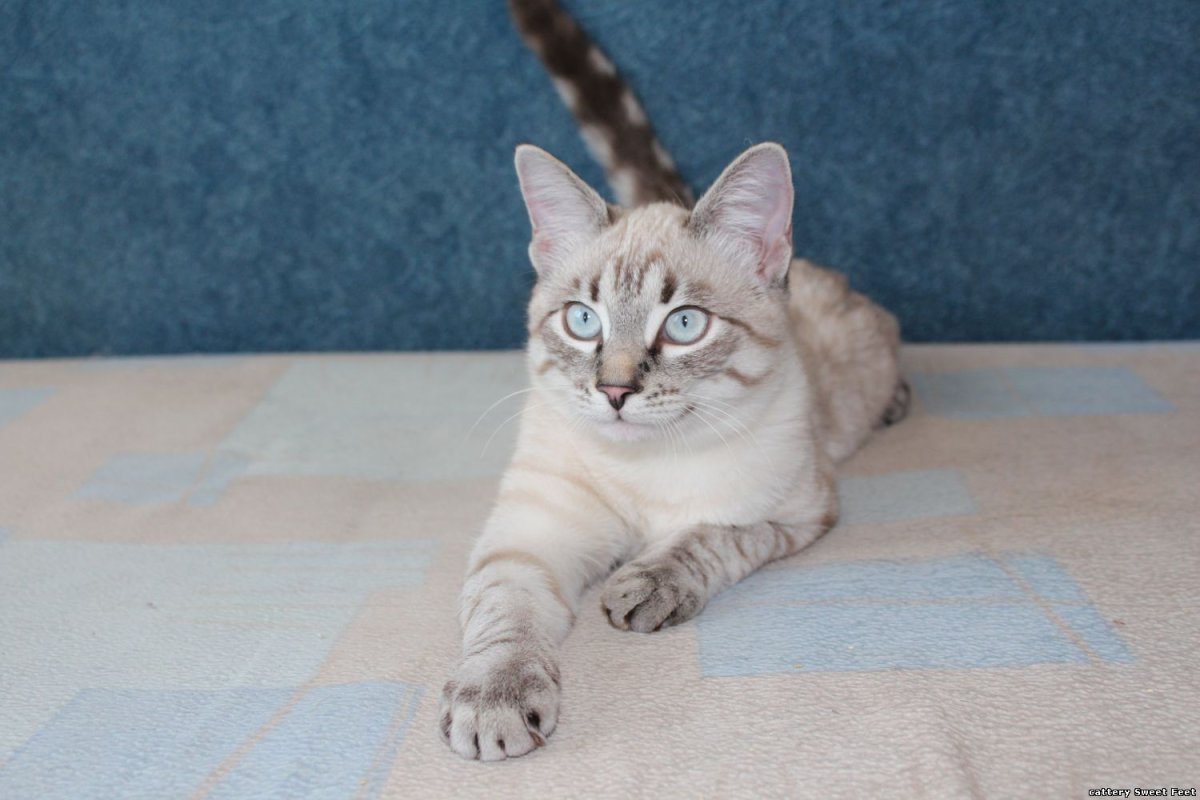 Тонкинез тебби Пойнт