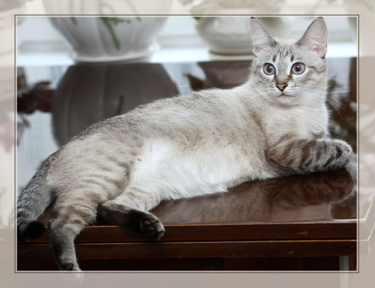 Тайская тэбби Пойнт кошка