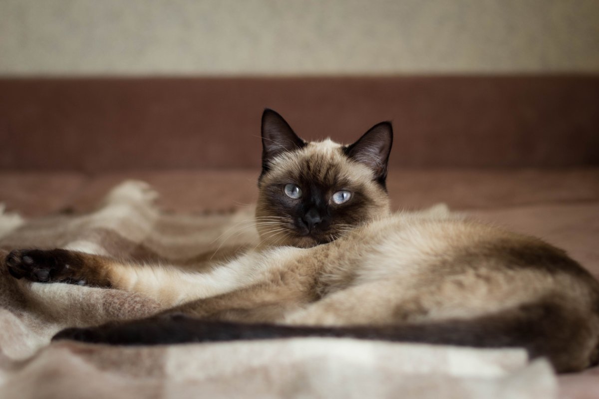 Сиамский кот длинношерстный