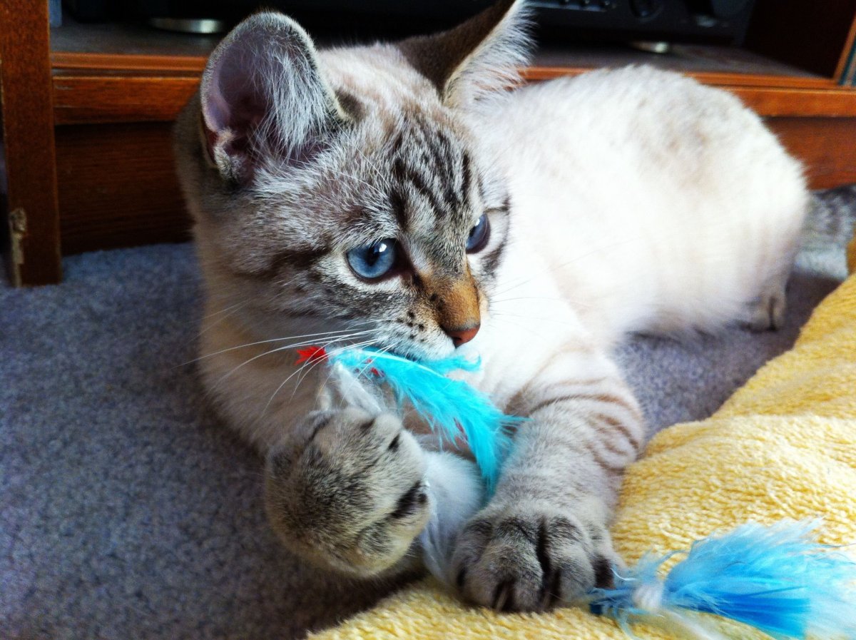 Тайский кот тебби Пойнт