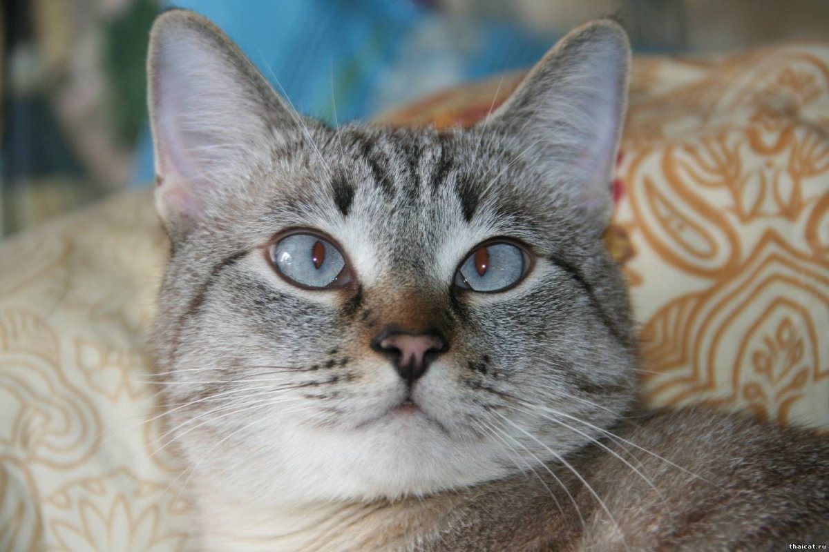 Тайская кошка табби Пойнт
