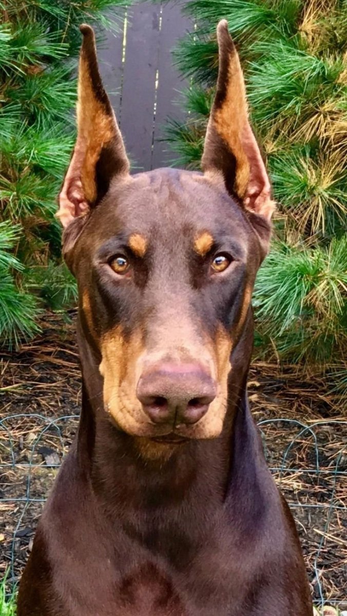 Доберман собака