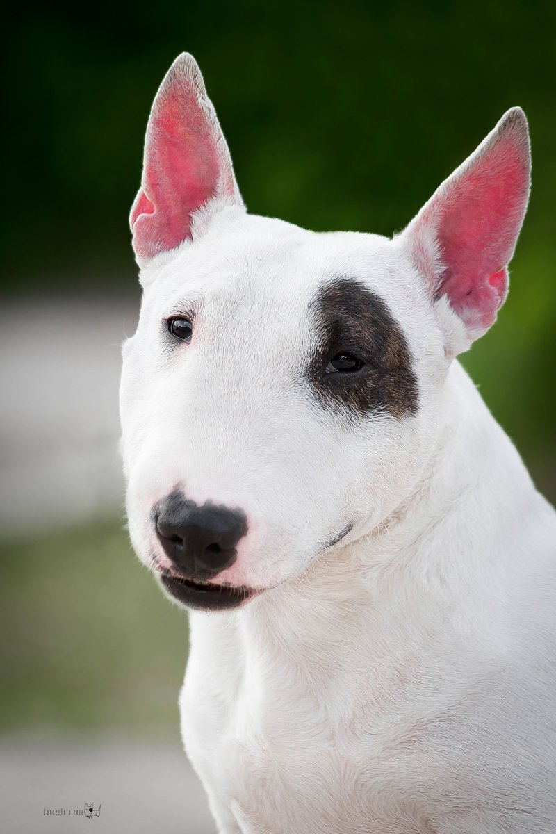 Бультерьер терьеры