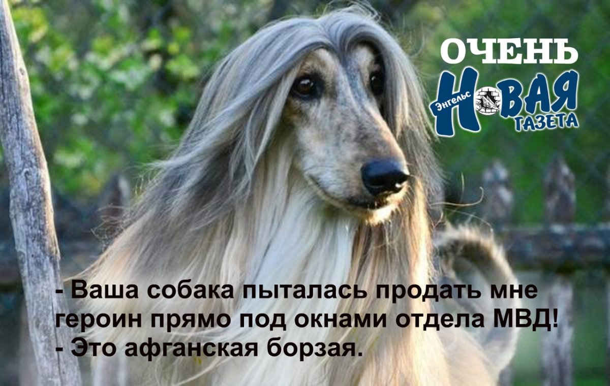 Афганская борзая Борзые собаки