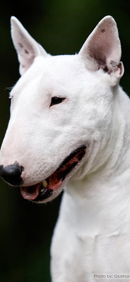 Бультерьер чистокровный