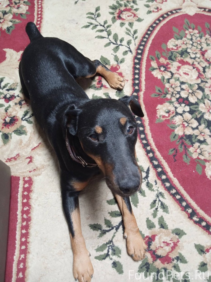 Найден Ягдтерьер