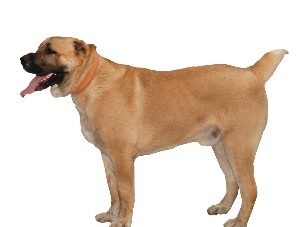 Собака без хвоста