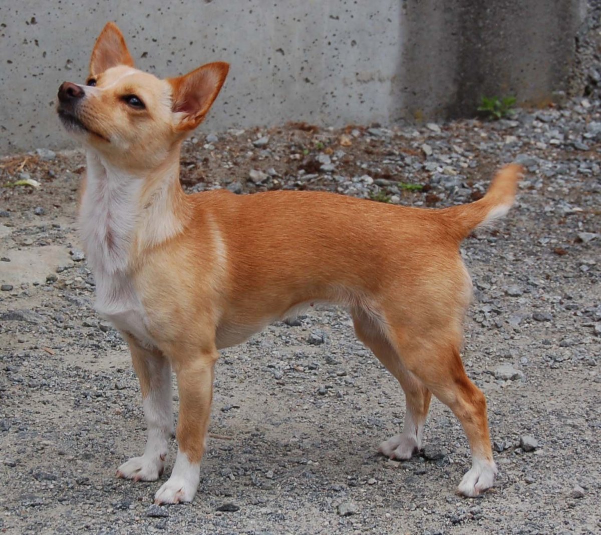 Португальский аодкнгу