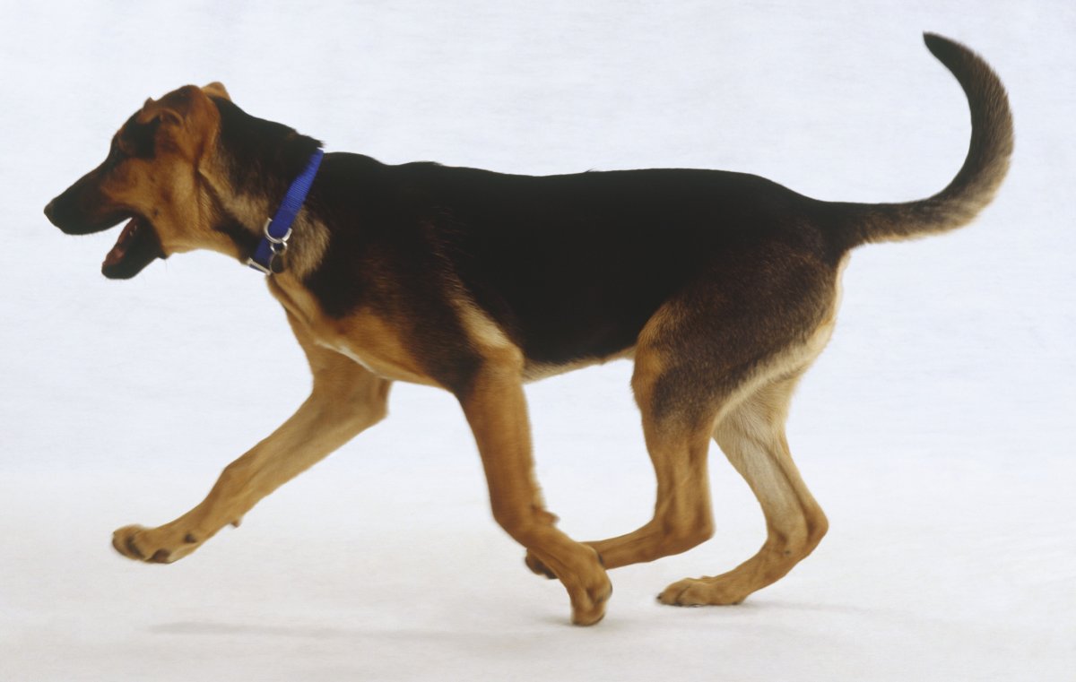 Собака с поднятым хвостом