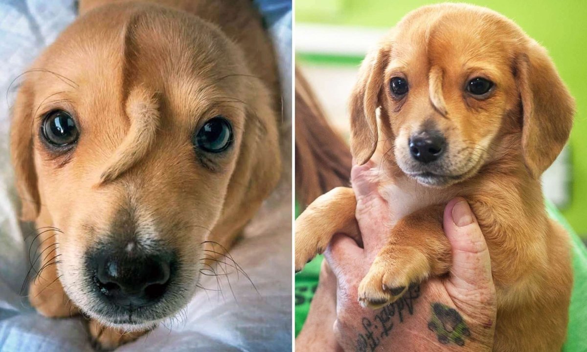 Собака с хвостиком