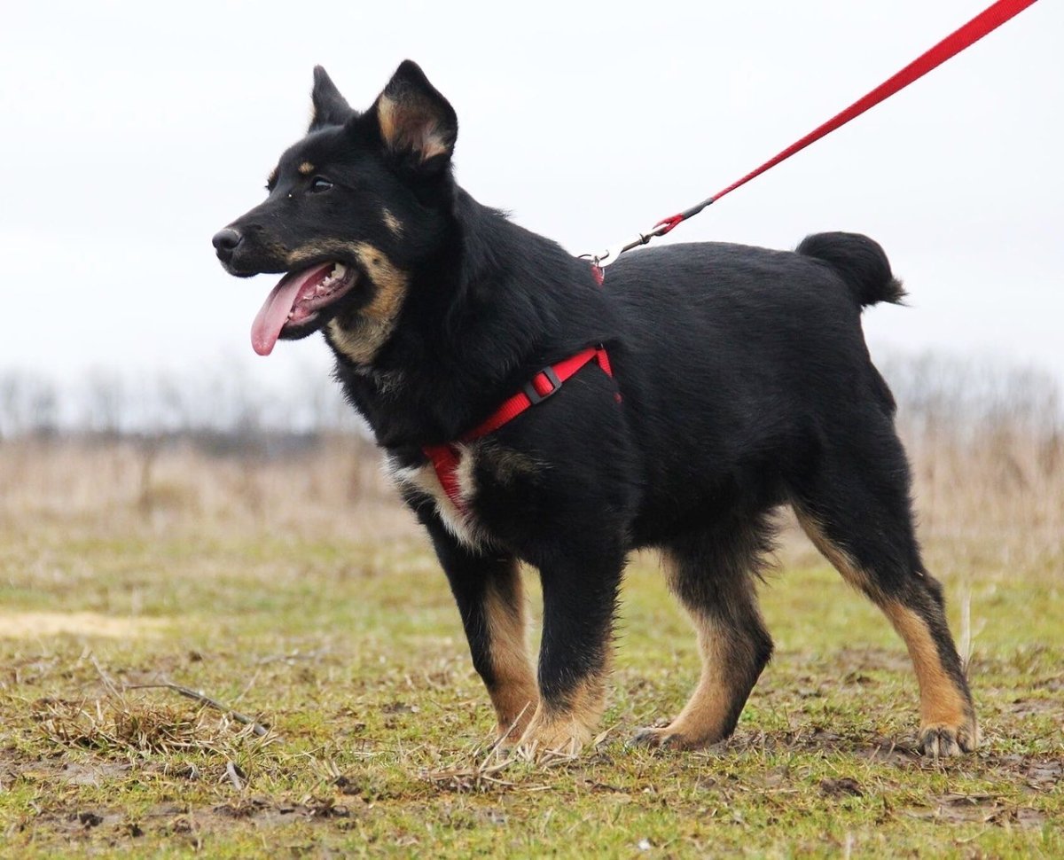 Черная собака с коротким хвостом