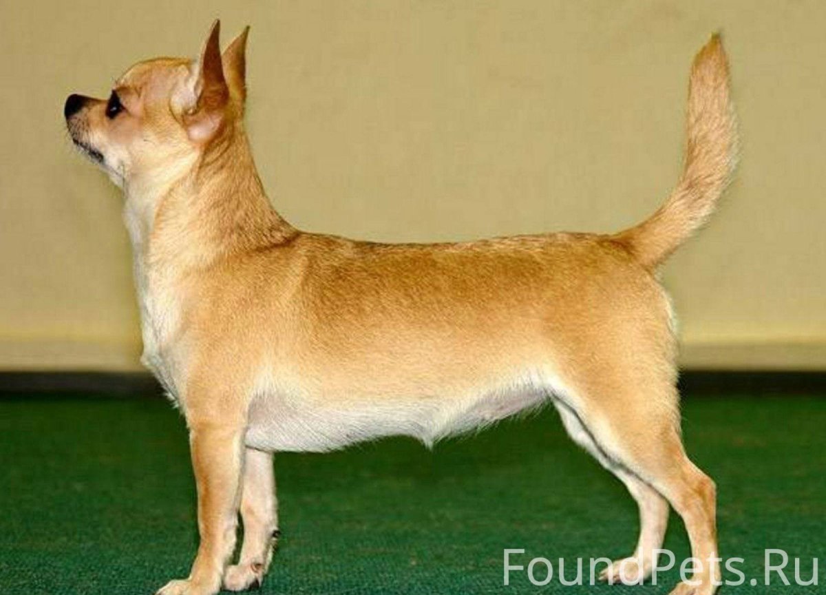 Стандартный гладкошерстный чихуахуа