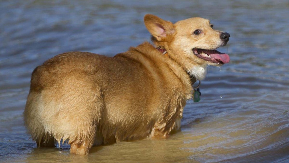 Порода собак без хвоста