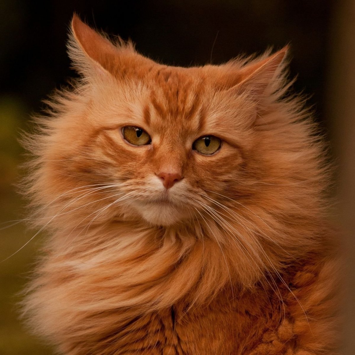 Британская длинношёрстная кошка рыжая
