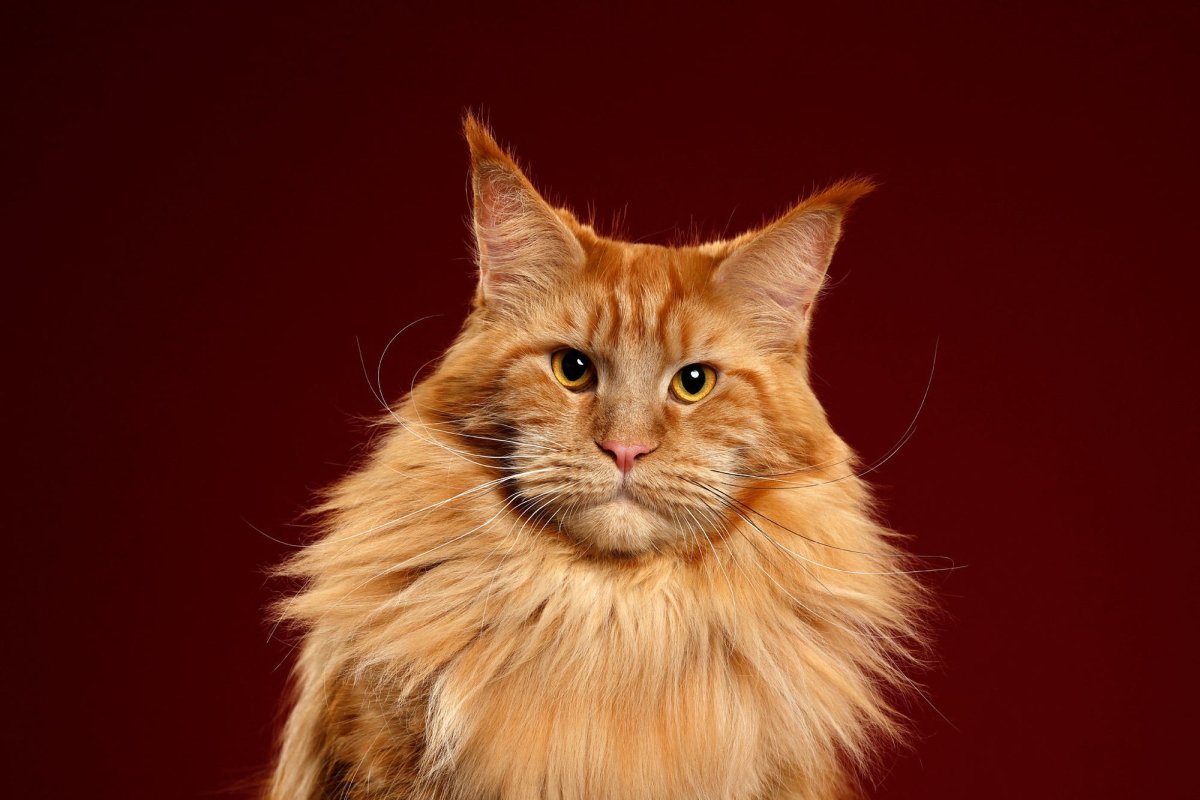Рыжий кот Мейн кун