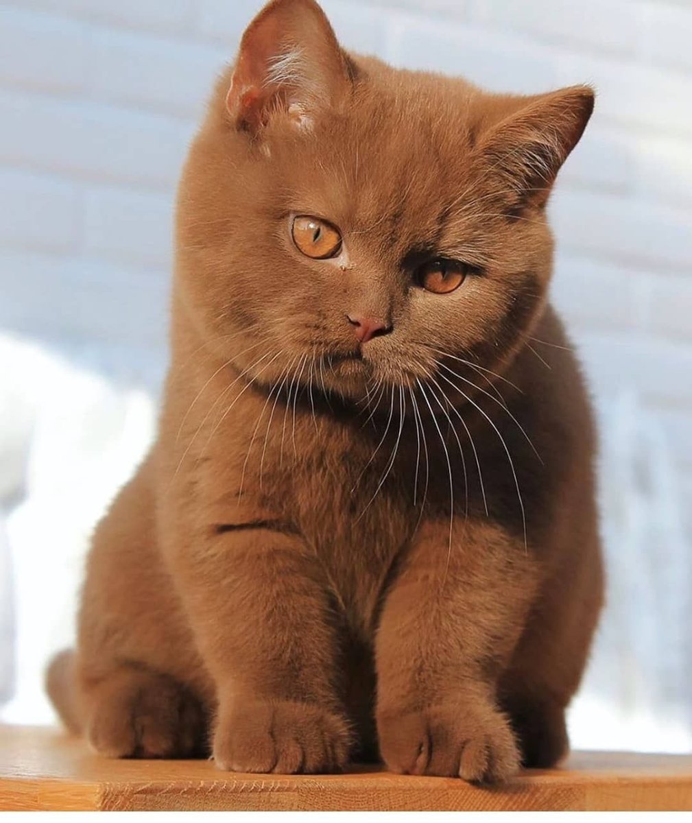 Котенок британец циннамон