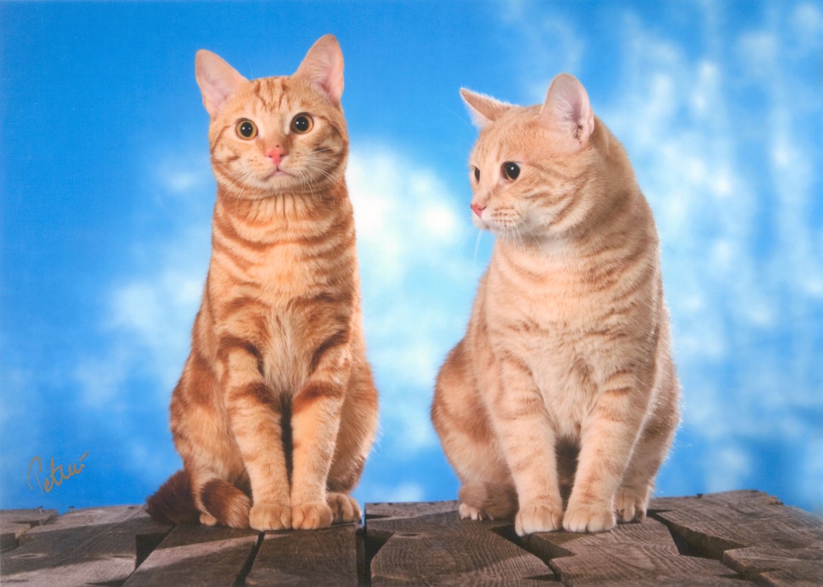 Европейская короткошерстная табби рыжий