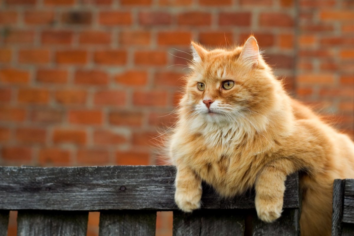 Рыжие пушистые коты