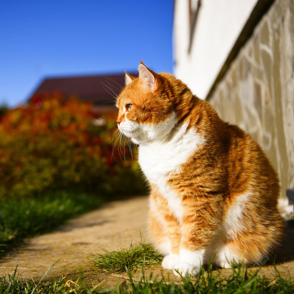 Рыжий кот охраняет дом