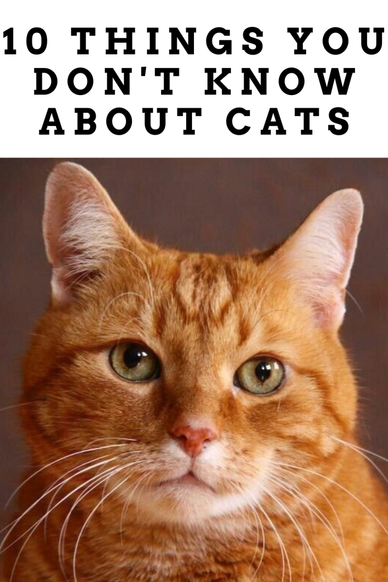 Европейская короткошерстная кошка рыжая