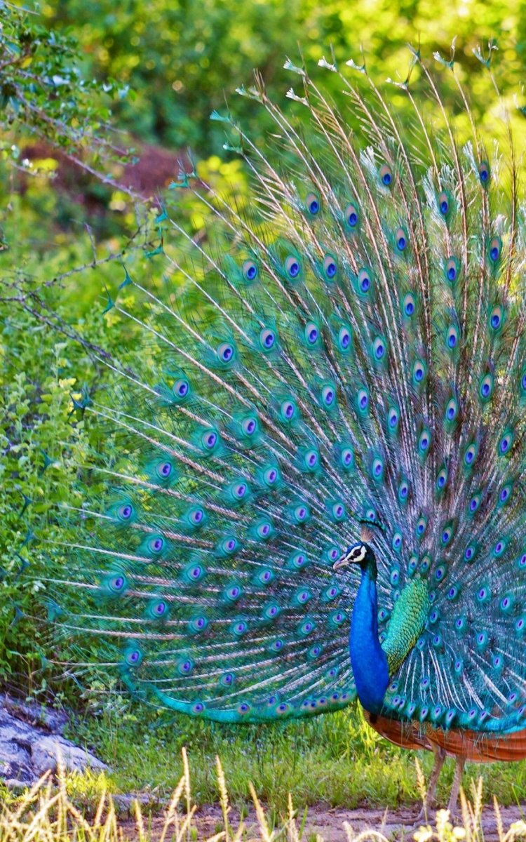 Павлин Миднайт