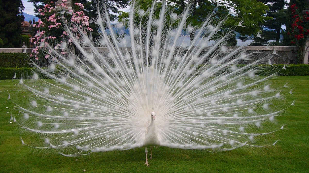 Павлин яванский альбинос