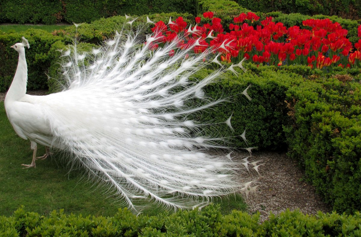 Белый Королевский Павлин