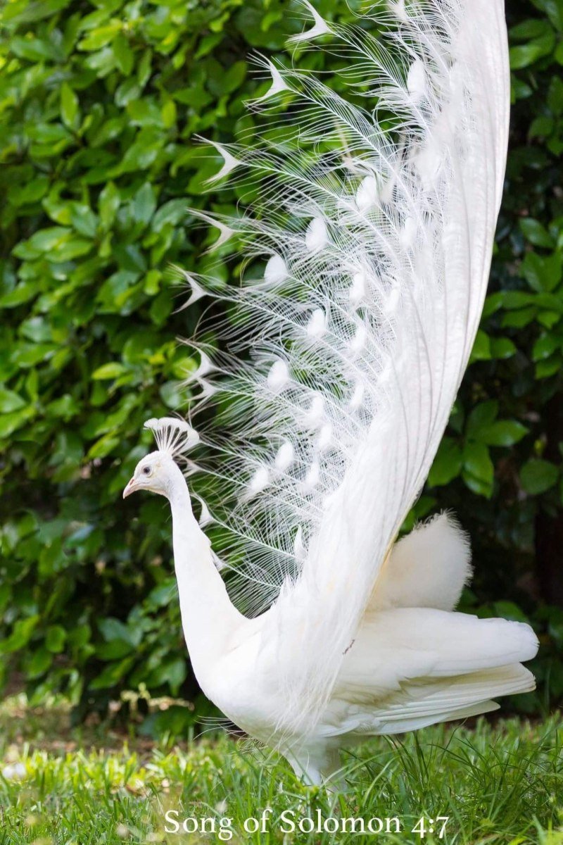 Павлин альбинос распускает хвост