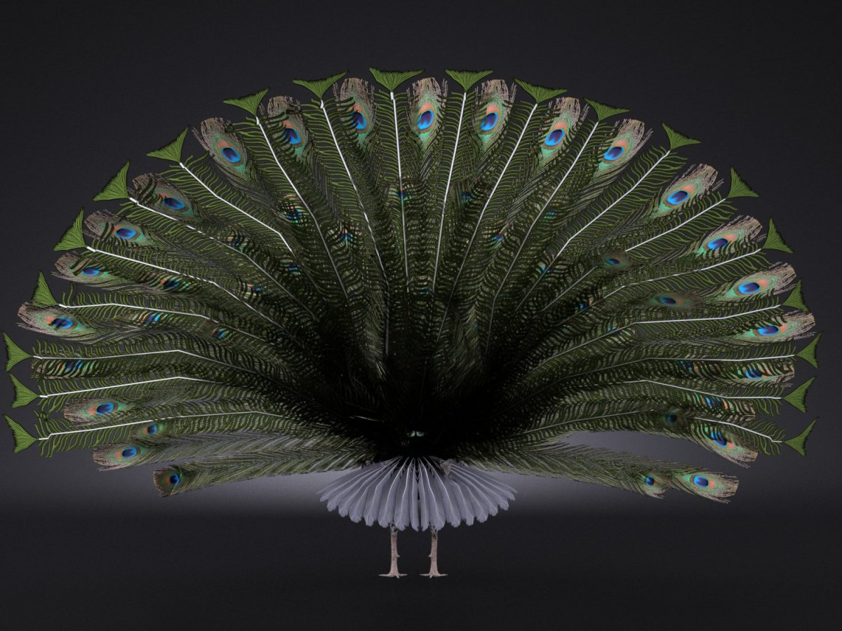 Peacock (стриминговый сервис)
