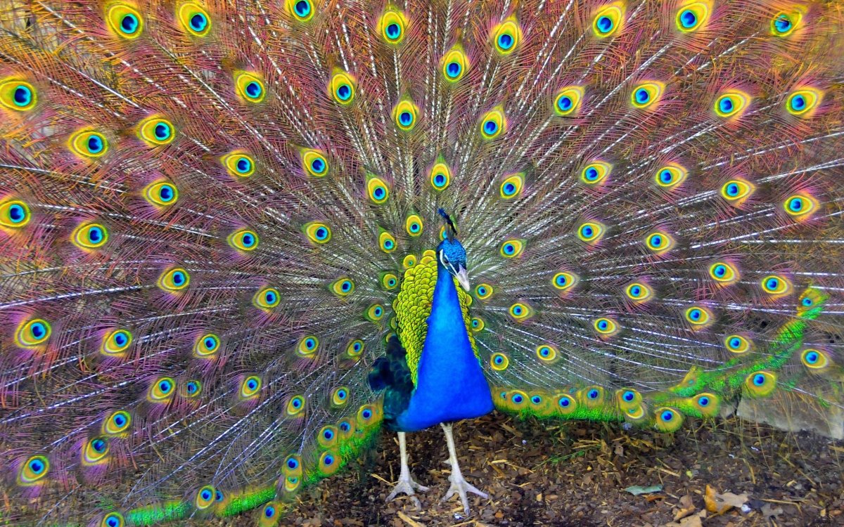 Королевский Павлин