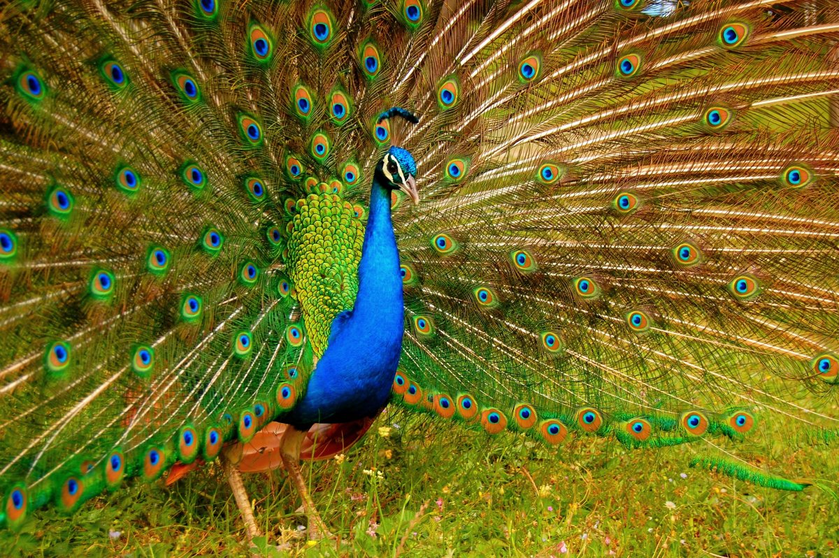 Павлин Мавлин птица