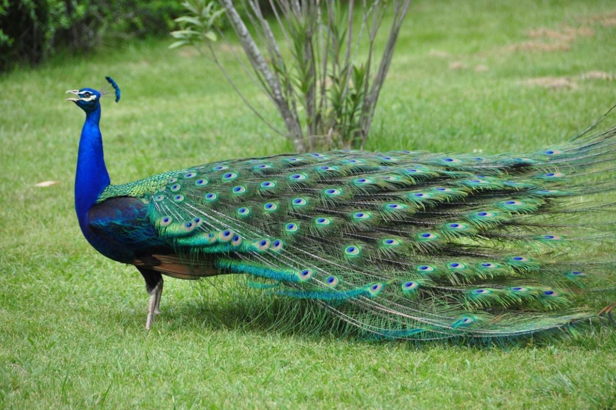 Конголезский (Африканский) Павлин