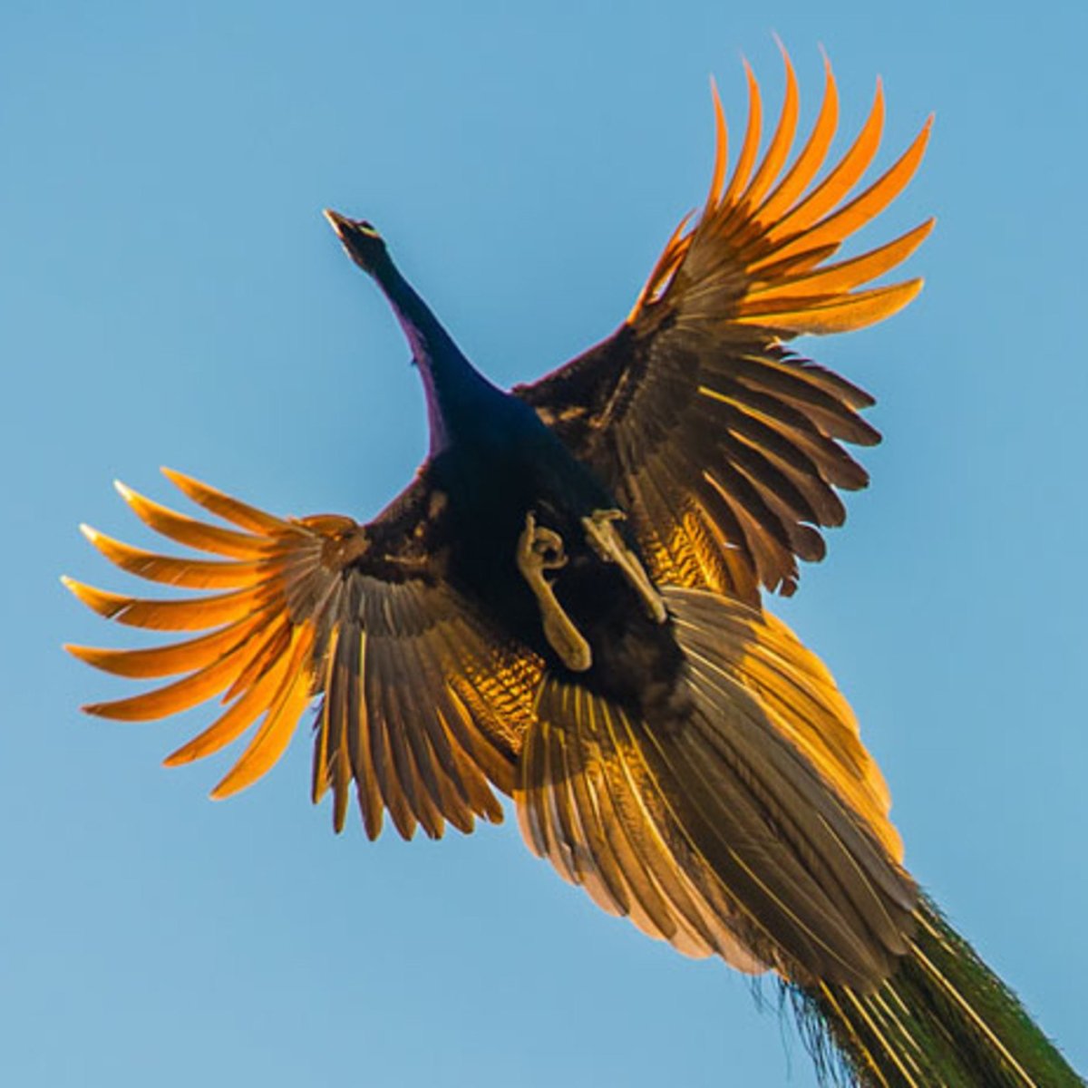 Красивая птица в полете