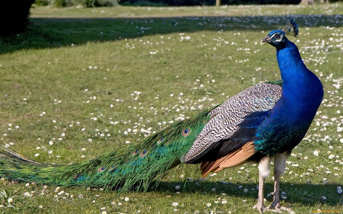 Паулин птица Паулин