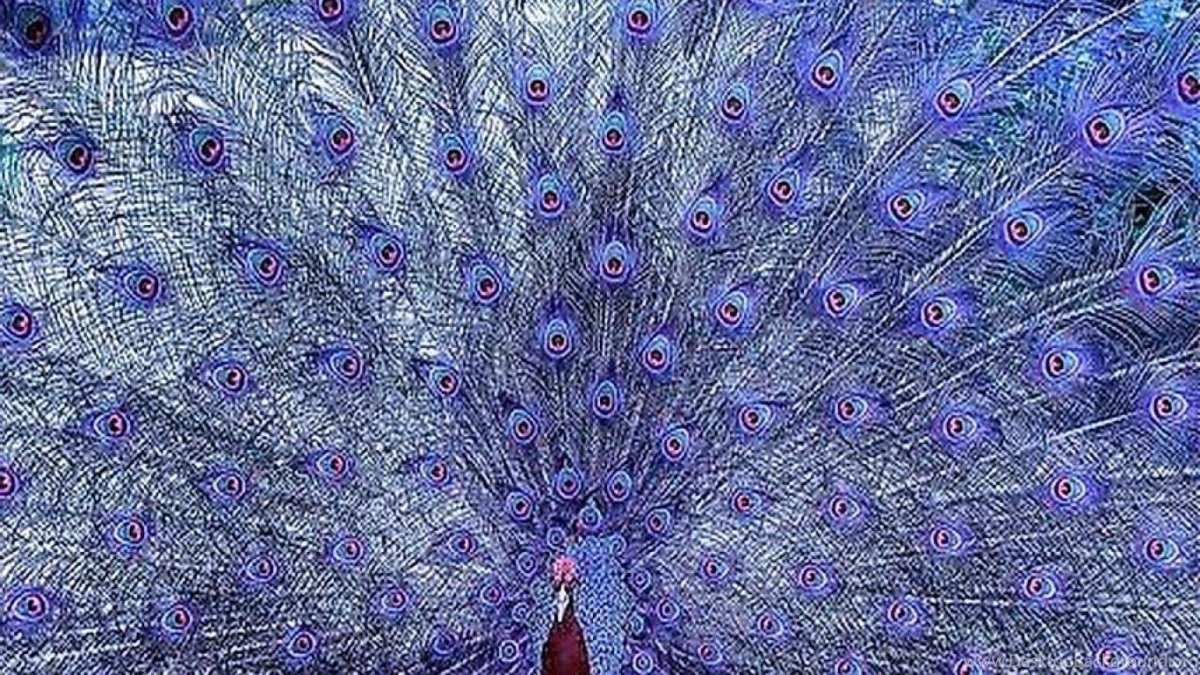 Павлин Миднайт