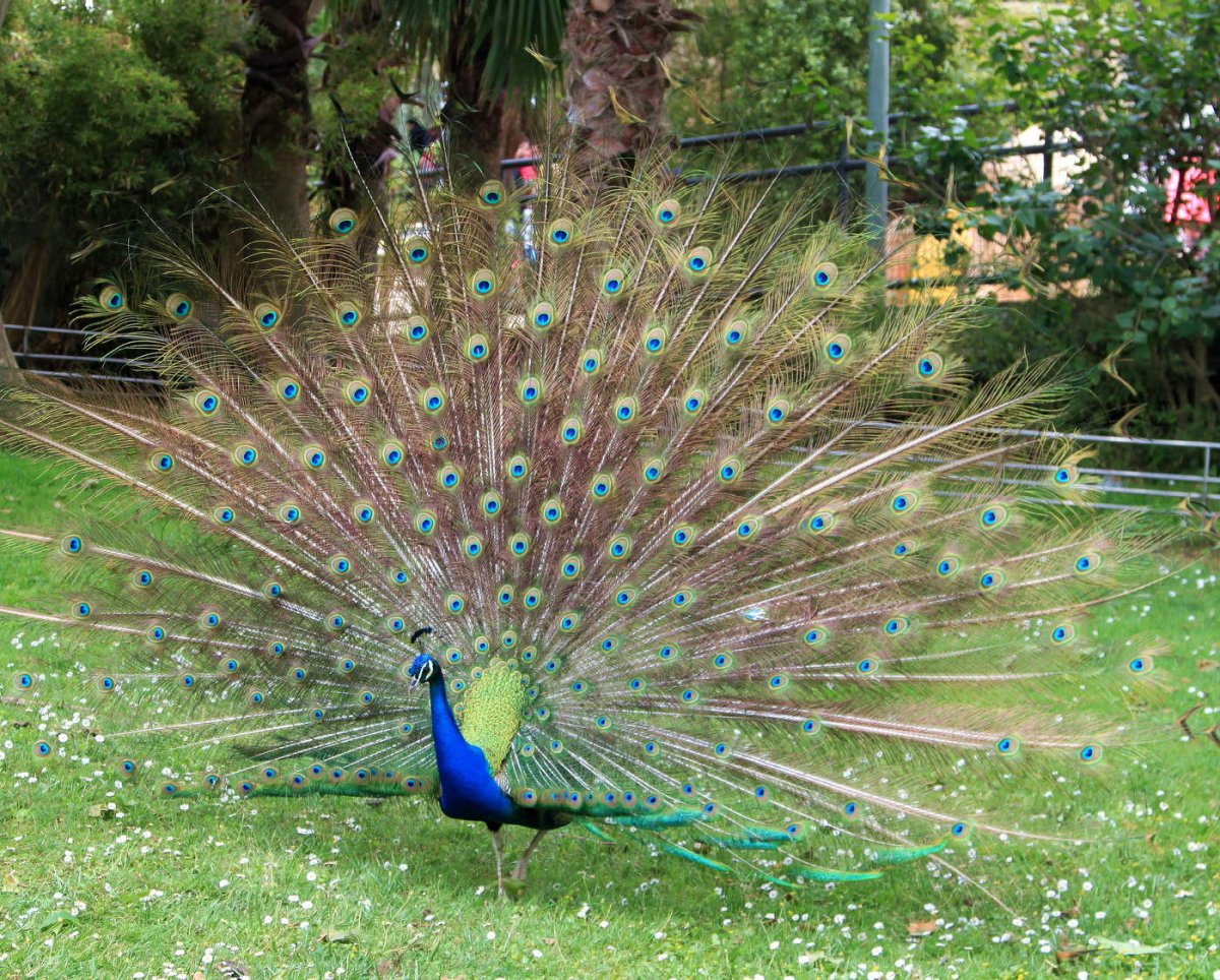 Динамика хвоста павлина