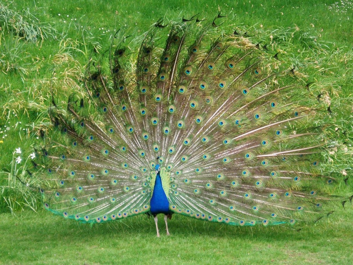 Павлин альбинос распускает хвост