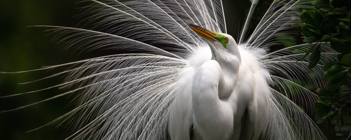 Хохлатая цапля