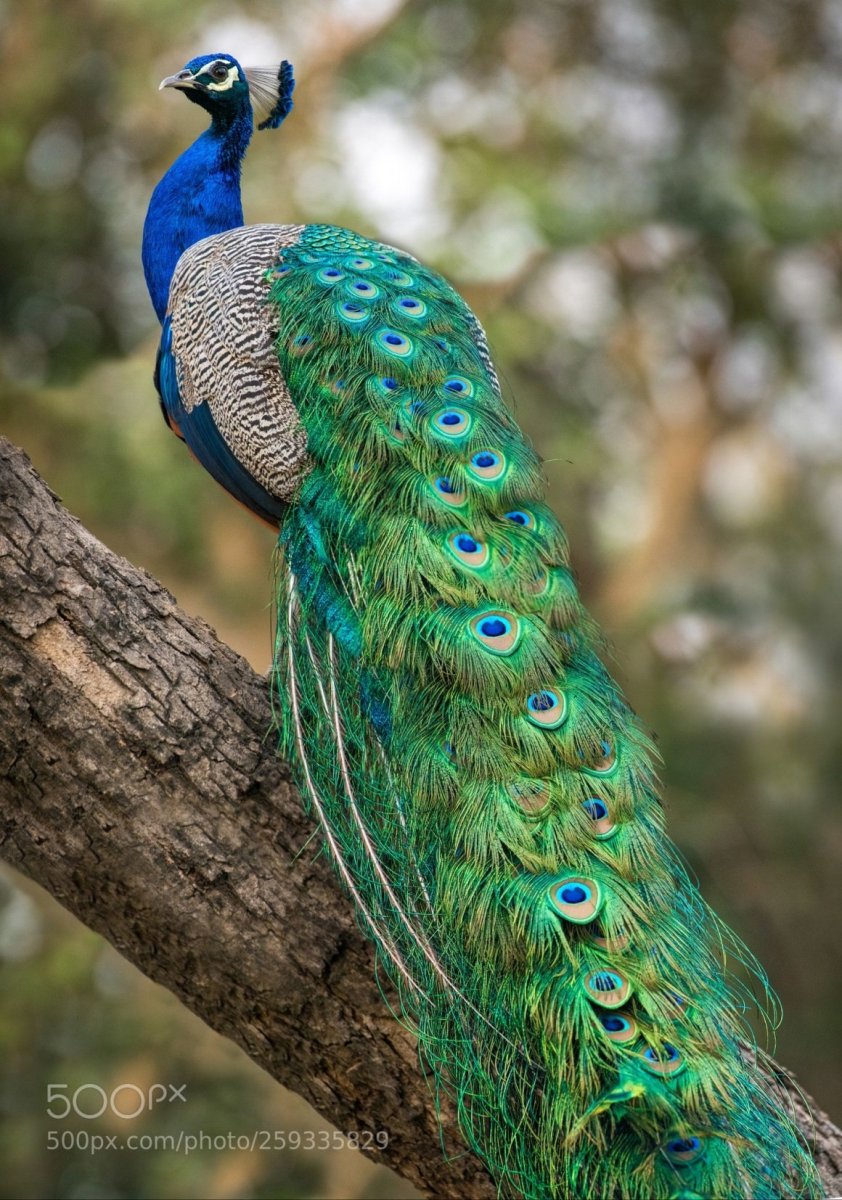 Королевский Павлин