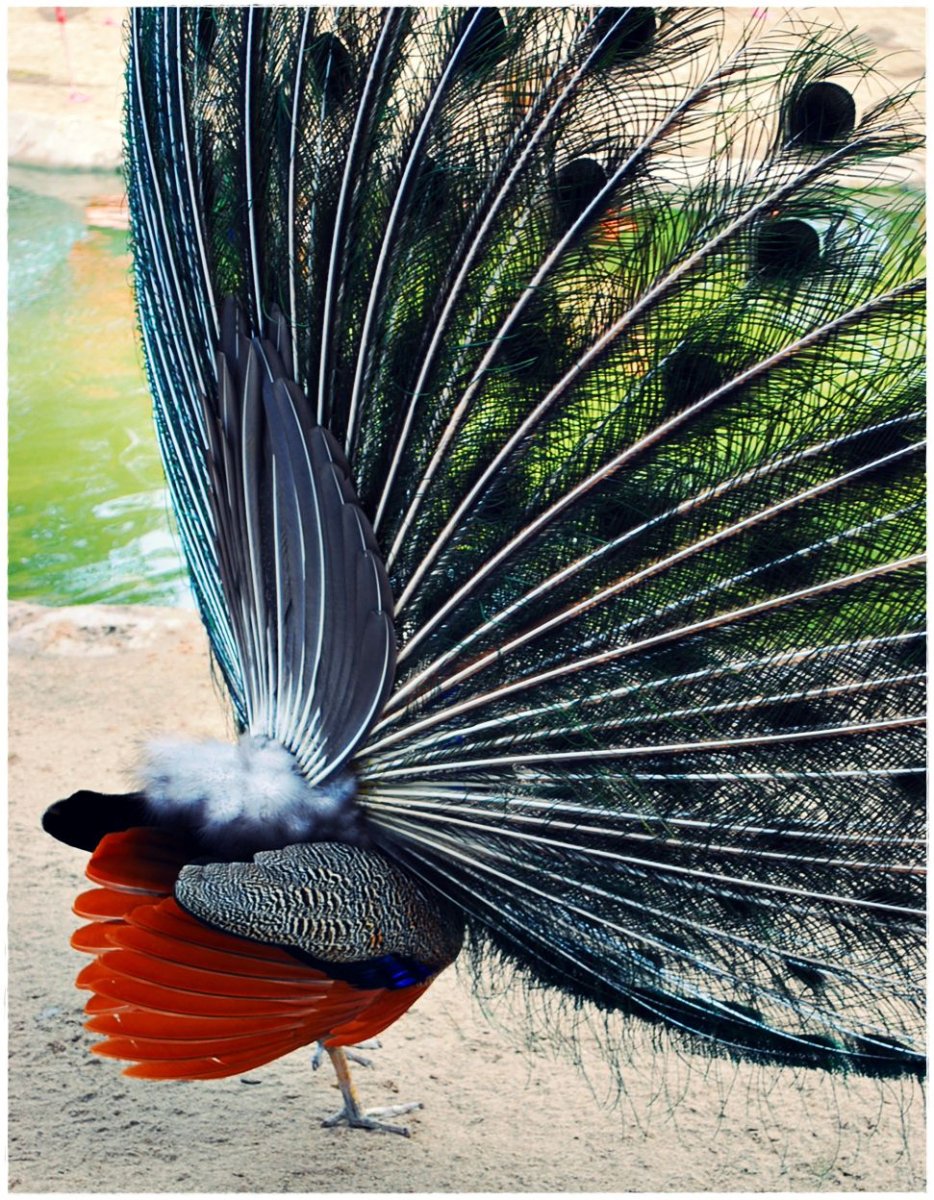 Яванский Павлин