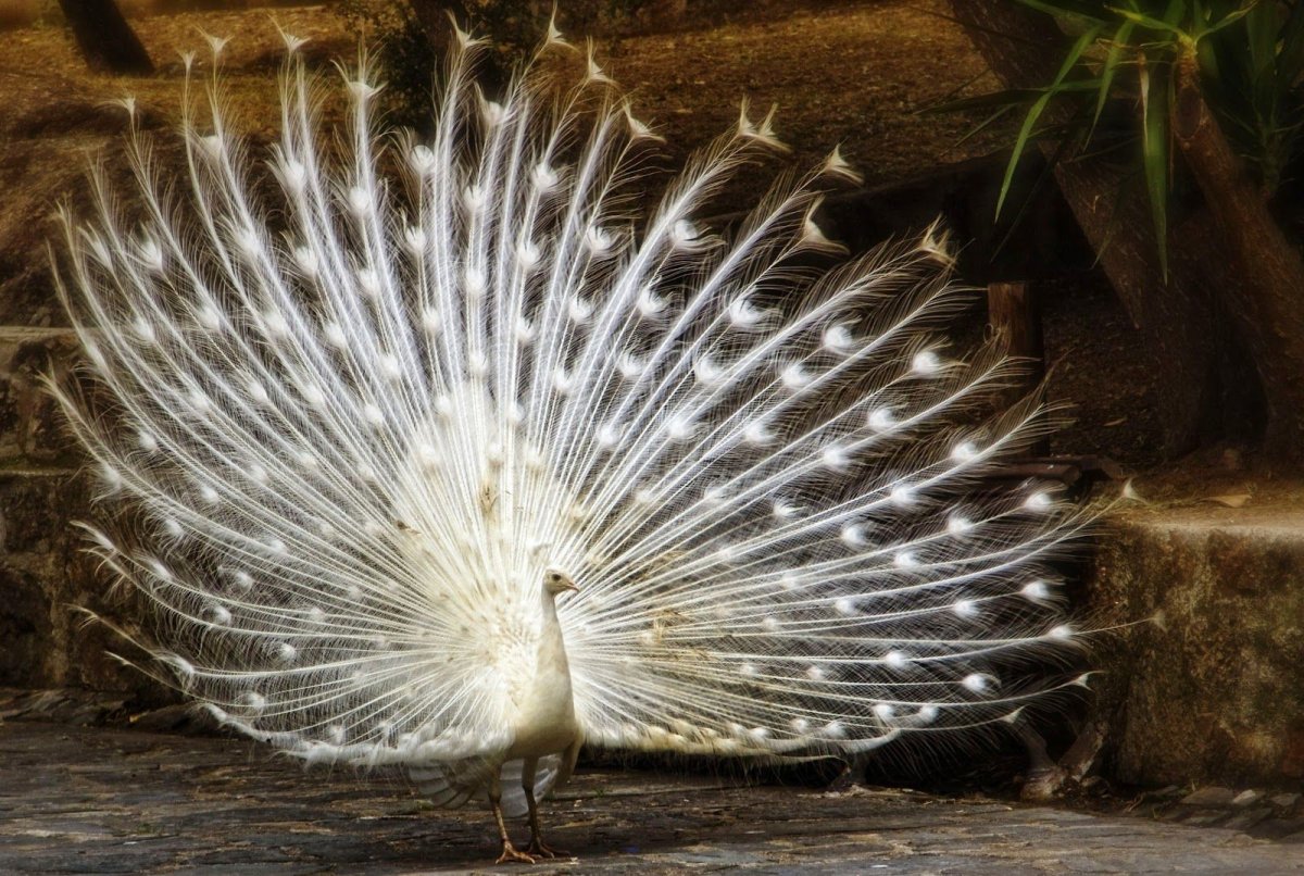 Хохлатый Павлин