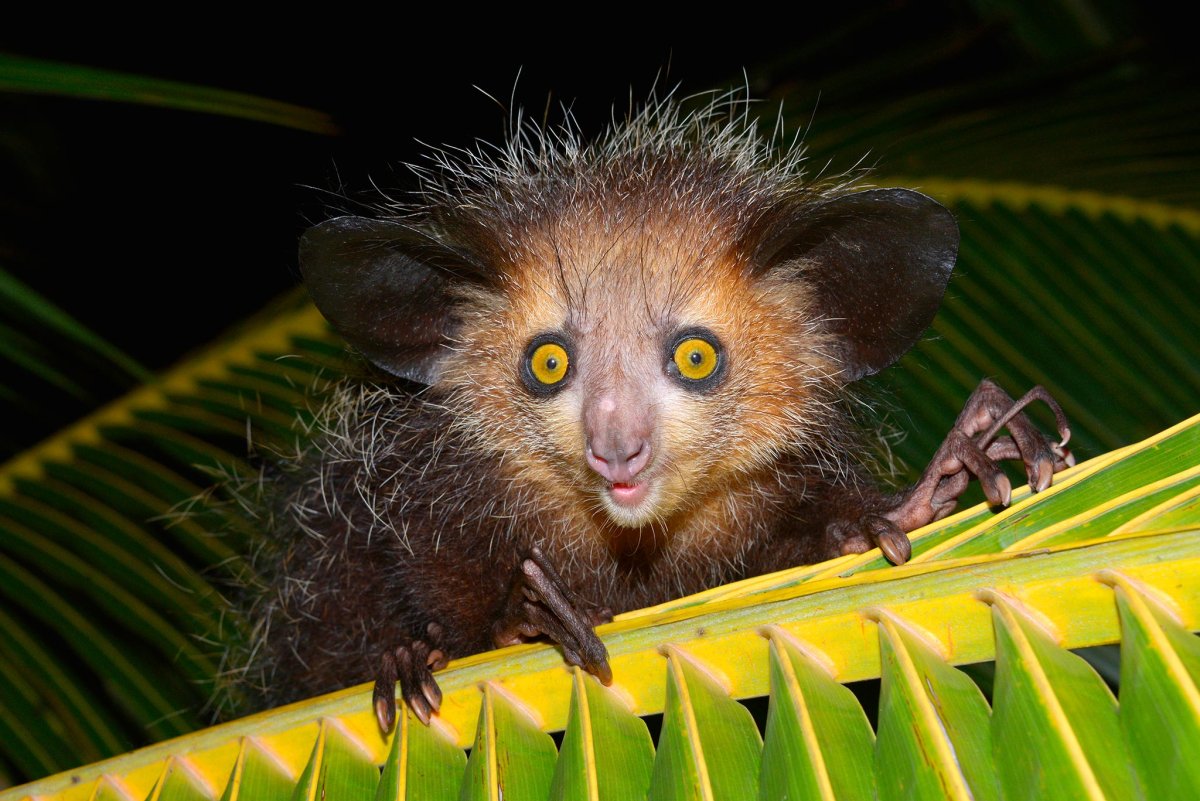 Мадагаскарская сороконожка