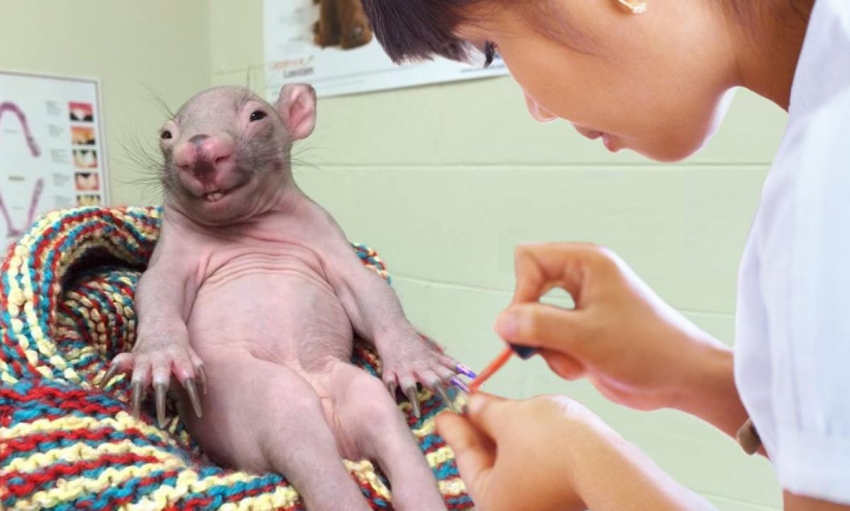 Вомбат животное детеныш