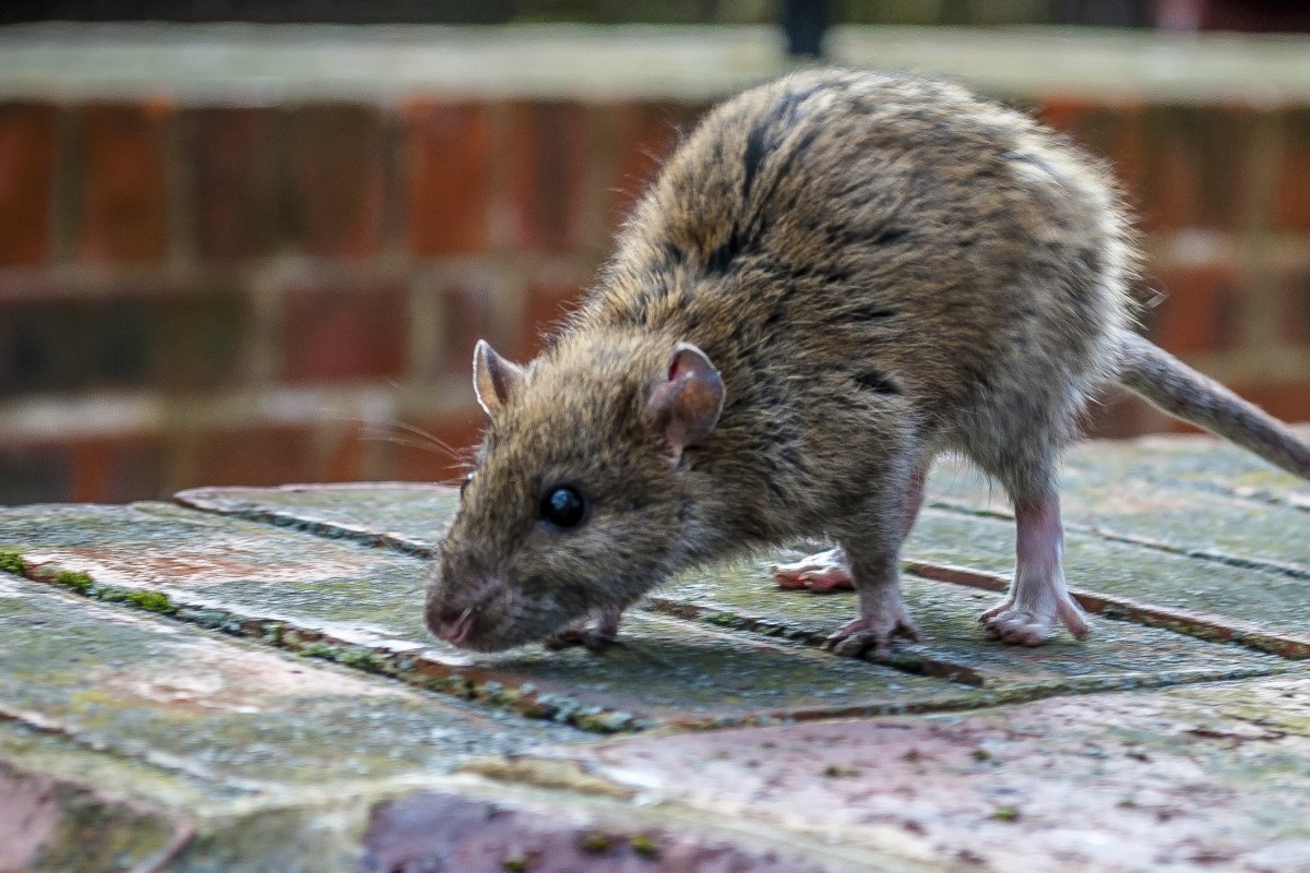 Крыса Дикая