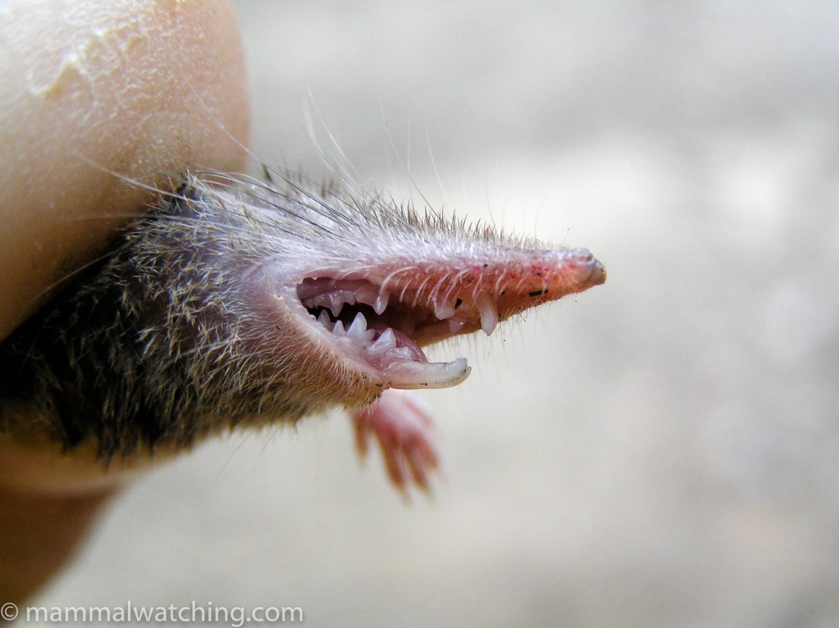 Гигантская белозубка чучундра