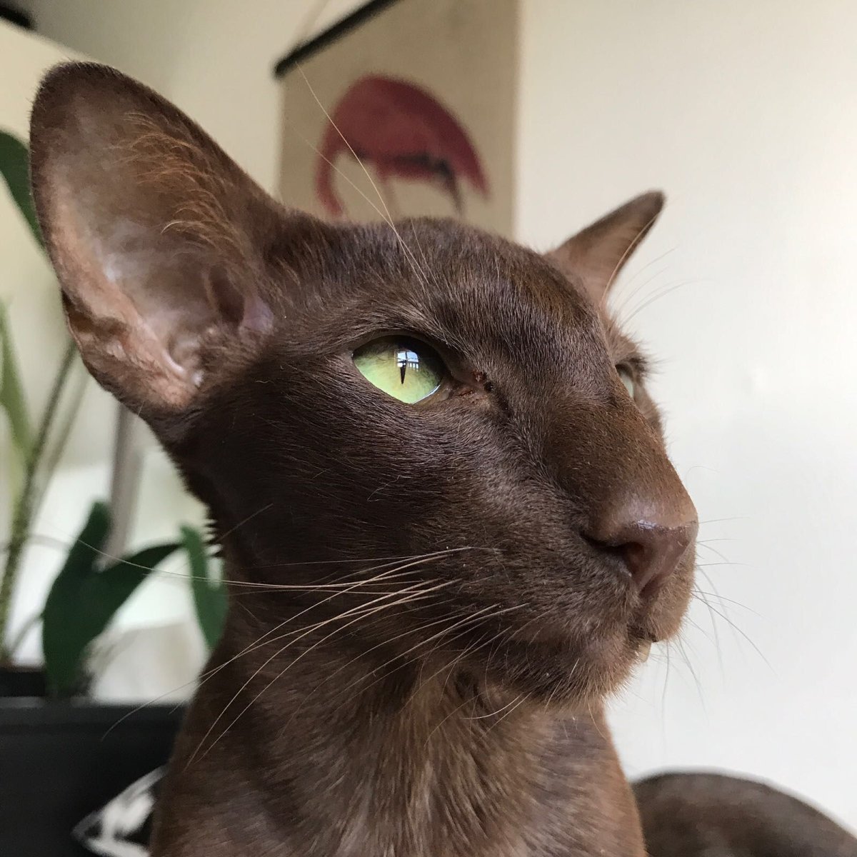 Ориентал кот Гавана