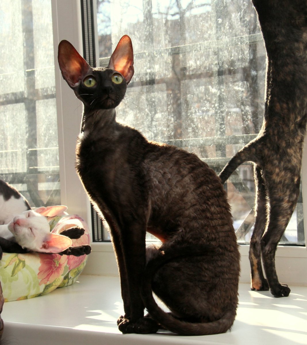 Кот Корниш рекс черный